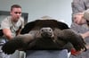 Die Galapagos-Riesenschildkröte Isabela Frieda aus dem Rostocker Zoo wird beim öffentlichen Wiegen auch gleich vermessen, 81,2 Kilogramm wiegt die "Dame".