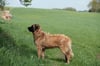 Der Familienhund "Strudel" war im Juni unweit eines Gehöftes auf einem Maisfeld von einem Jäger erschossen worden.