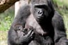Gorillaweibchen Yene ist mit ihrem gut fünf Wochen alten Mädchen (geboren am 16.03.2020).