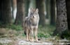Ein Wolf ist in Feldberg gesehen worden. Deshalb hat sich die Gemeinde zu einem weiteren Abschuss-Antrags entschlossen (Symbolfoto).