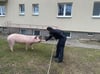 Auch für die Polizei war das Einfangen eines Hausschweines ebenfalls kein gewöhnlicher Einsatz.