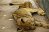 Fast verhungerte Löwin in ihrem Käfig im Al-Qureshi-Park im Sudan.