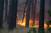 Immer wieder kommt es derzeit zu Waldbränden, so wie hier bei Fichtenwalde. Oft reicht schon eine achtlos weggeworfene Zigarette, um ein Inferno zu entfachen. 