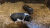 Seit Anfang der Woche lebt das namenlose Minischwein (rechts) nicht mehr alleine. Eine zweite Minisau lebt jetzt mit ihm zusammen.