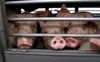 Von den 177 Schweinen, die nach Polen transportiert werden sollten, bleiben nach dem Unfall nur noch 157 Tiere übrig.
             