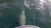 Fischereikontrolleure hatten die Delfine auf einer Kontrollfahrt in der Wismarer Bucht gesehen und gefilmt.