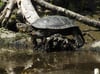 Die Sumpfschildkröten leben in einem wiederangestauten Bruchwald im Naturpark. Fotos (2): Mathias Kliemt