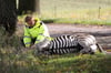 ▶ Ermittlungen wegen Schuss auf Zebra eingestellt
