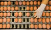 Wegen der Vogelgrippe müssen viele Eierproduzenten ihre Hühner im Stall halten – und dürfen Eier teils nicht mehr als Freilandeier verkaufen.