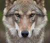 Ob es wirklich ein Wolf war, der auf einem Acker im Raum Stavenhagen gesehen wurde, bleibt offen.