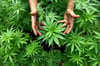 Gleich fünf Cannabis-Pflanzen sind bei einer Torgelowerin in der Wohnung sichergestellt worden. Die Polizei fand zudem noch einiges mehr an Drogen.