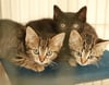 Diese drei Kitten sind vor dem Katzenhaus in Neukalen aus dem Auto geworfen worden.