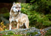 Die CDU fordert klare Bestandsbeschränkungen für Wölfe und will dafür auch deren Abschuss legalisieren.