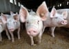 Von dem Futtermittelskandal in Deutschland sind in der Uckermark Schweinemastbetrieben, aber auch Hühnerhöfe und Rinderanlagen betroffen.