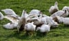 Vermehrt ist im Herbst Kleinvieh gestohlen worden, darunter Hühner, Kaninchen, Enten, sogar eine Gans. Zuletzt nahmen Unbekannte in Burow 16 Flugenten mit.