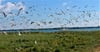 Die Lachmöwenbrutkolonie auf dem Riether Werder an der deutsch-polnischen Haffgrenze. Bis zu 20.000 Tiere leben hier – und greifen schonmal Seeadler und Rohrweihen mit Kot an.