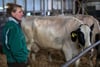 Agrarbetriebswirtschaftlerin Ines Koloska steht beim Abtransport der letzten Kühe im Stall der früheren Milchviehanlage der Erzeugergemeinschaft Cramonshagen in Böken bei Schwerin. Der Betrieb hat zum Jahreswechsel wegen der anhaltend niedrigen Milchpreise die Tierhaltung eingestellt. 