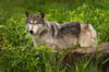 Der Wolf ist auch in der Strelitzer Region heimisch geworden. Eine neue Untersuchung zeigt, das es unter anderem ein Rudel bei Wokuhl gibt (Symbolfoto).