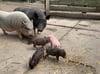 Bei den Mini-Schweinen gab es gerade Nachwuchs, der momentan besondern beliebt ist.