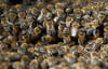 Die Bienen nehmen im Winter eine ganz besondere Formation an, um sich zu wärmen.