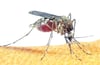 So gewinnen Sie gegen fiese Stechmücken 
