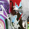 Rostocker Polizei stellt erneut Graffiti-Sprayer auf frischer Tat