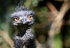Bei dem toten Emu-Weibchen im Ueckermünder Zoo wurde der Erreger H5N8 festgestellt.