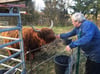 Norbert Winterberg füttert täglich die Kuh Frieda. Sie ist die Mutter des ausgebüxten Hochlandrindes, vor dem die Polizei derzeit warnt.