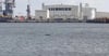 Im Rostocker Hafen wurde ein Delfin gesichtet.