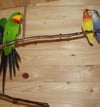 „Vogelmama“ Marina freut sich für ihre Schützlinge über die schicke, neue Voliere im Anklamer Stadtpark. [KT_CREDIT] FOTOs: Veronika Müller