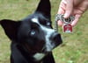 In Pasewalk wird an einer neuen Hundesteuersatzung gebastelt (Symbolbild).