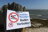 Blaualgen-Gefahr an beliebtem Ostseestrand