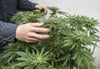 Sechs Cannabis-Pflanzen fand die Polizei in der Wohnung vor.