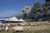 Bei der Brandkatastrophe in Alt Tellin starben über 50 000 Schweine.