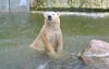Eisbär Vitus, Deutschland größter Eisbär, kann nicht einfach so in einen anderen Tierpark umziehen.