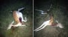 Sieben Damhirsche wurden in der Nacht zum Donnerstag auf einem Wildgehege in Bresewitz bei Friedland gerissen. Foto: privat