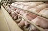 Schweinehaltungen sind einer Studie zufolge wichtige Reservoire für neue Grippeviren, die teilweise auf den Menschen übergehen können.