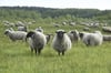 Auf der Insel Usedom wurde eine Herde mit 135 Schafen angegriffen. War es ein Wolf? (Symbolbild)