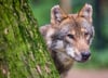Ein Wolf in einem Wildpark. In Brandenburgischen Wäldern leben mehr als 300 Tiere. (Symbolbild)