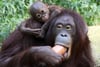 Sich bei der Mama anzukuscheln, ist schön: Im Rostocker Zoo hat das Orang-Utan-Weibchen Dinda im Februar 2018 seine Tochter Lintang zur Welt gebracht.