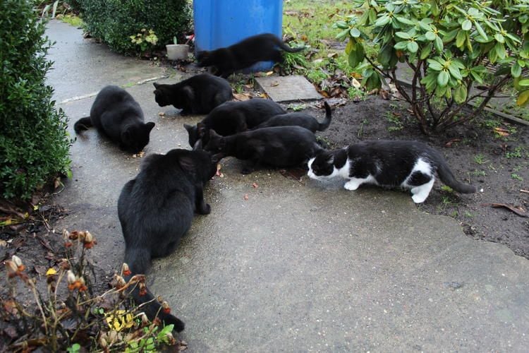 Was wird aus den Katzen in Neubrandenburger Gartenanlage