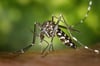Die Asiatische Tigermücke kann gefährliche Viren übertragen. Sie wurde bereits vor zehn Jahren erstmals in Deutschland gesichtet.
