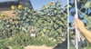 Für ihre laute und humorvolle große Klappe ist Antje Weier in Düvier weithin bekannt, auch wenn sie selbst eher klein daher kommt. Doch im Vergleich zu den Sonnenblumen in ihrem Garten wirkt sie fast wie ein Zwerg. 3,75 Meter misst das größte Exemplar derzeit.