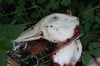Tag der toten Ente: Die Überreste der Tiere wurden einfach im Wald entsorgt.