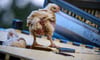 Bereits im Oktober war ein mit 2000 Hühnern beladener Lkw in Neustadt-Glewe umgekippt (Foto), wie viele Hühner in dem am Donnerstag verunglückten Lkw waren, ist noch nicht bekannt.