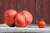 Eine Tomate von sage und schreibe gut zwei Kilogramm. Rechts daneben ein Exemplar wie aus der Kaufhalle.