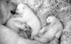 Eisbärmutter „Sizzel” und ihre zwei Monate alten Zwillinge: Im März könnten Besucher die Eisbären im Freien sehen.
