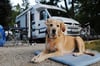 Die heimische Decke schafft für den Hund auf dem Campingplatz vertraute Atmosphäre.