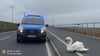 Die Polizei hat einen verletzten Schwan nahe Stralsund gerettet.