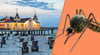 Auf Usedom häufen sich die Beschwerden über Stechmücken. Ist das wirklich schon eine Plage?